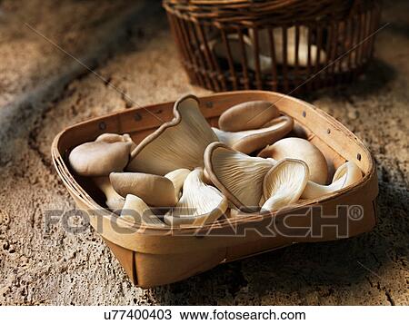 Fresh oyster mushroom selection in basket View Large Photo Image Stock Image - Fresh oyster mushroom selection in basket. Fotosearch