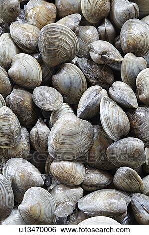 Freshly harvested clams View Large Photo Image Stock Photograph - Freshly harvested clams. Fotosearch