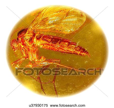 Stock Photography - Fungus gnat in amber, macrophotograph. Fotosearch