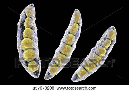 Stock Photo - Fusarium fungus conidia, illustration. Fotosearch