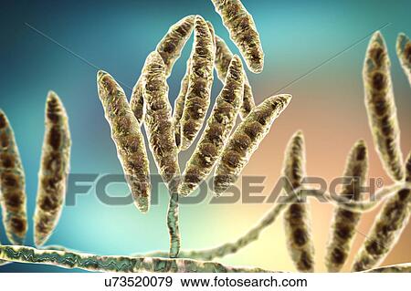 Stock Photo - Fusarium fungus conidia, illustration. Fotosearch