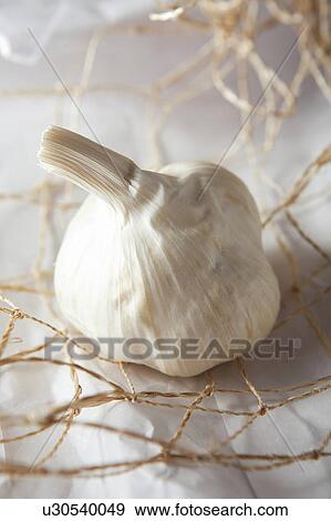Garlic bulb View Large Photo Image Stock Photo - Garlic bulb. Fotosearch
