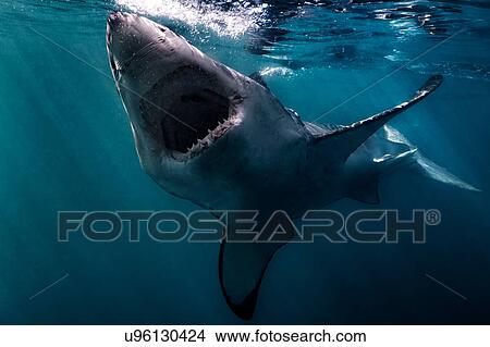 Picture - Great White Shark (Carcharodon Carcharias) swimming near surface of ocean, Gansbaai, South Africa. Fotosearch