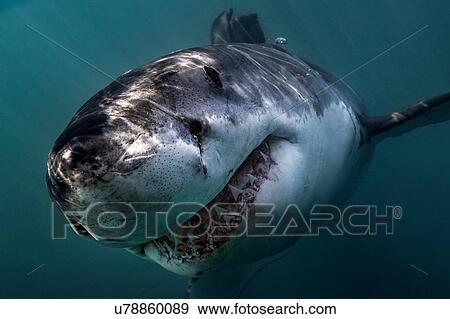Stock Photo - Great White Shark (Carcharodon Carcharias) swimming directly at camera, Gansbaai, South Africa. Fotosearch