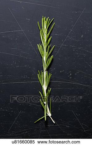 Stock Photography - Green and fresh rosemary. Fotosearch