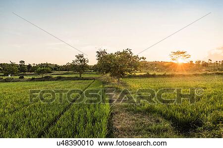 Stock Image - Green field landscape at sunset, Lombok, Indonesia. Fotosearch