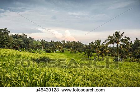 Stock Photo - Green Jatiluwih rice terrace, Bali, Indonesia. Fotosearch