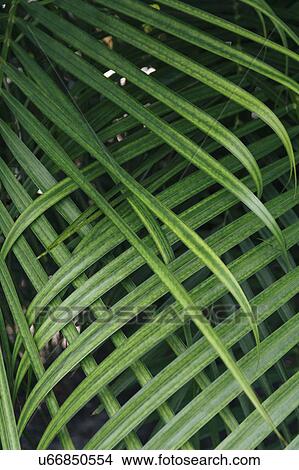 Green leaves View Large Photo Image Picture - Green leaves. Fotosearch