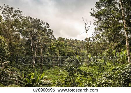 Green rainforest view, Wana Giri, Bali, Indonesia View Large Photo Image Stock Photography - Green rainforest view, Wana Giri, Bali, Indonesia. Fotosearch