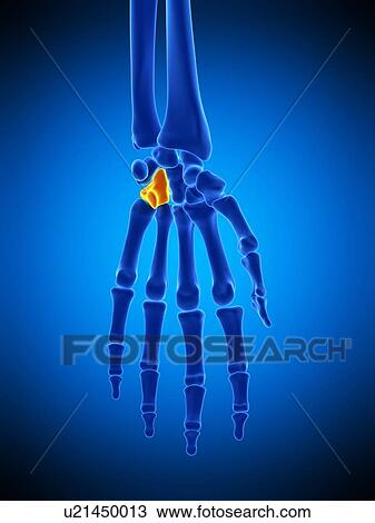 Stock Image - Hand bones, illustration. Fotosearch