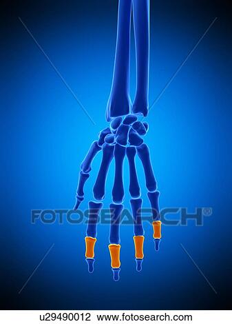 Stock Image - Hand bones, illustration. Fotosearch