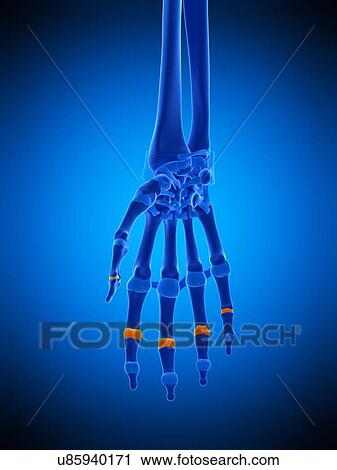 Stock Image - Hand joint capsules, illustration. Fotosearch