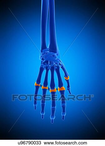 Hand joint capsules, illustration View Large Photo Image Stock Image - Hand joint capsules, illustration. Fotosearch