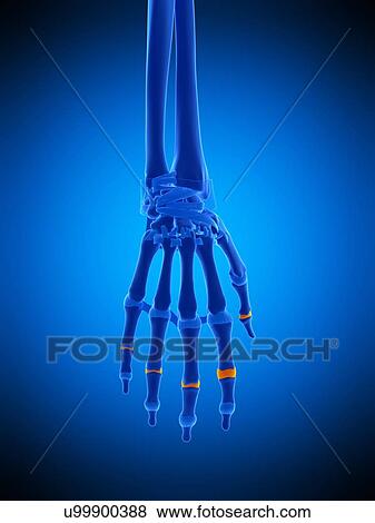 Stock Photo - Hand joint capsules, illustration. Fotosearch