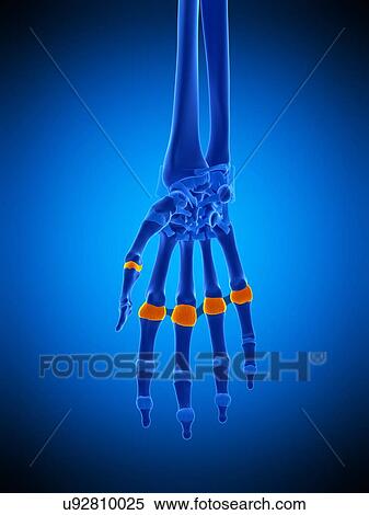 Stock Photography - Hand joint capsules, illustration. Fotosearch