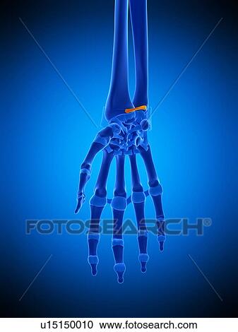 Hand ligament, illustration View Large Photo Image Stock Image - Hand ligament, illustration. Fotosearch
