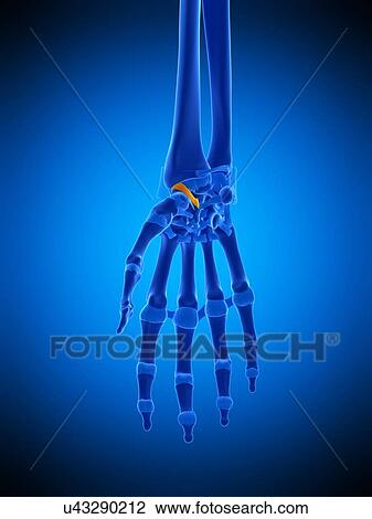 Stock Image - Hand ligament, illustration. Fotosearch