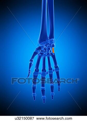 Stock Photo - Hand ligament, illustration. Fotosearch