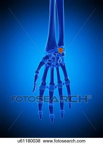 Stock Photo - Hand ligament, illustration. Fotosearch