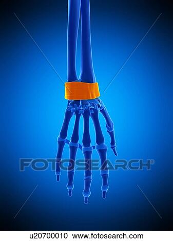 Hand ligaments, illustration View Large Photo Image Stock Image - Hand ligaments, illustration. Fotosearch