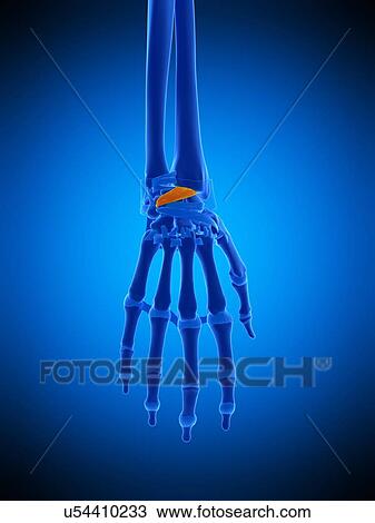 Stock Image - Hand ligaments, illustration. Fotosearch