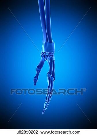 Hand ligaments, illustration View Large Photo Image Stock Image - Hand ligaments, illustration. Fotosearch