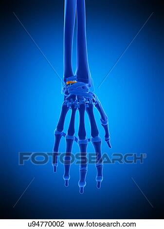 Hand ligaments, illustration View Large Photo Image Stock Image - Hand ligaments, illustration. Fotosearch