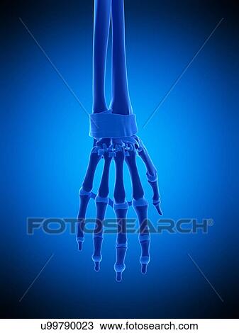 Stock Image - Hand ligaments, illustration. Fotosearch