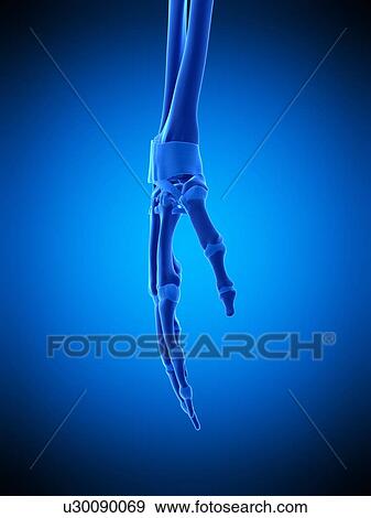 Stock Photo - Hand ligaments, illustration. Fotosearch