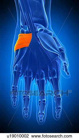 Hand muscle, illustration View Large Photo Image Stock Image - Hand muscle, illustration. Fotosearch