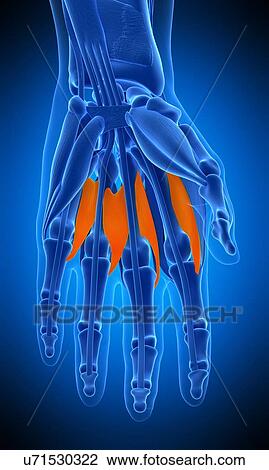 Stock Image - Hand muscle, illustration. Fotosearch