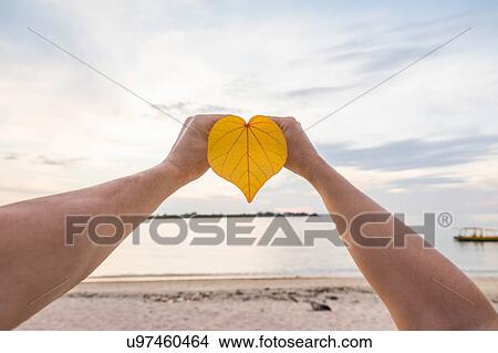 Picture - Hands of young woman holding heart shaped leaf on beach, Gili Meno, Lombok, Indonesia. Fotosearch