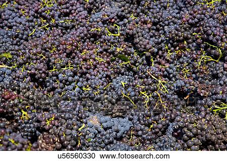 Harvested grapes, Langhe Nebbiolo, Piedmont, Italy View Large Photo Image Stock Image - Harvested grapes, Langhe Nebbiolo, Piedmont, Italy. Fotosearch