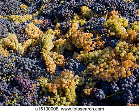 Harvested grapes, Langhe Nebbiolo, Piedmont, Italy View Large Photo Image Stock Photo - Harvested grapes, Langhe Nebbiolo, Piedmont, Italy. Fotosearch