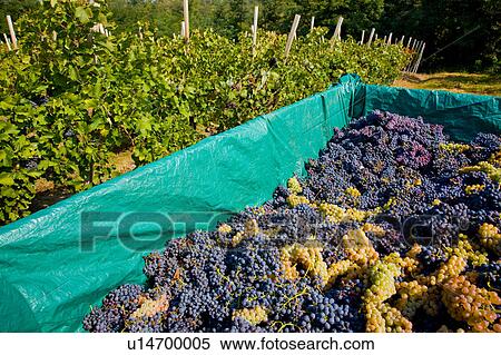 Stock Photography - Harvested grapes, Langhe Nebbiolo, Piedmont, Italy. Fotosearch
