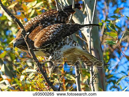 Hawk View Large Photo Image Stock Photography - Hawk. Fotosearch