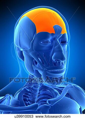 Head muscle, illustration View Large Photo Image Stock Image - Head muscle, illustration. Fotosearch