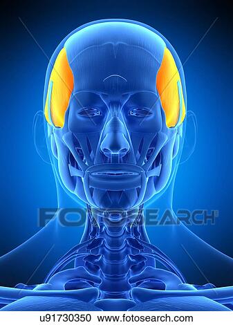 Head muscle, illustration View Large Photo Image Stock Image - Head muscle, illustration. Fotosearch