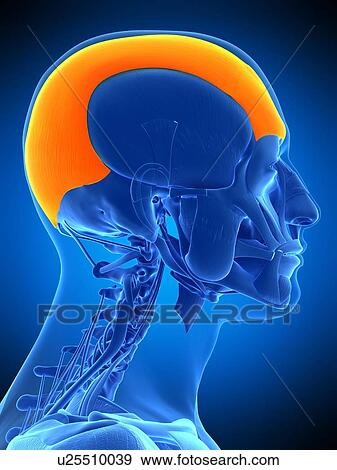 Stock Photo - Head muscle, illustration. Fotosearch
