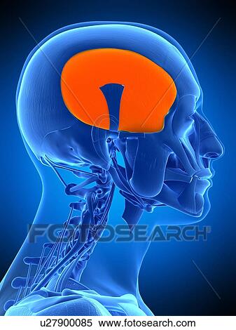 Head muscle, illustration View Large Photo Image Stock Photography - Head muscle, illustration. Fotosearch