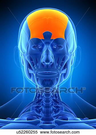 Stock Photography - Head muscle, illustration. Fotosearch