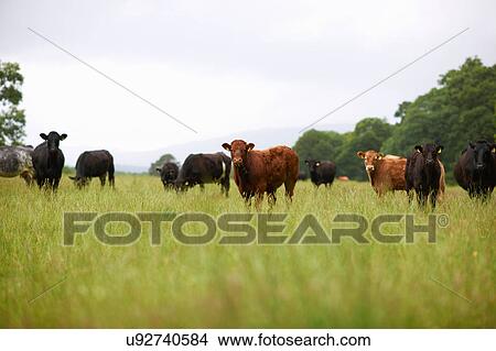 Picture - Herd of cows in field. Fotosearch