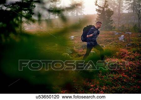 Hiker crossing park, Sarkitunturi, Lapland, Finland View Large Photo Image Stock Image - Hiker crossing park, Sarkitunturi, Lapland, Finland. Fotosearch