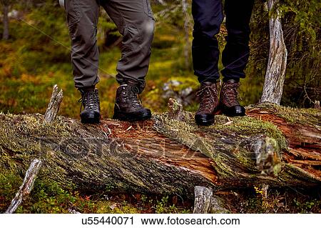 Stock Image - Hikers standing on fallen tree, Sarkitunturi, Lapland, Finland. Fotosearch