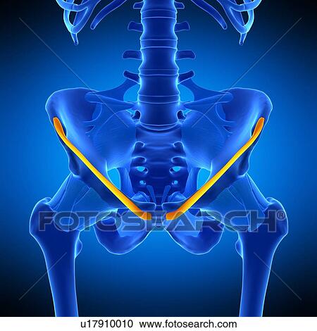 Hip ligament, illustration View Large Photo Image Stock Image - Hip ligament, illustration. Fotosearch