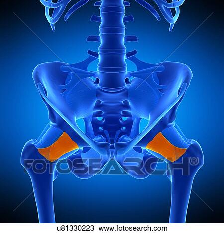Hip ligament, illustration View Large Photo Image Stock Image - Hip ligament, illustration. Fotosearch