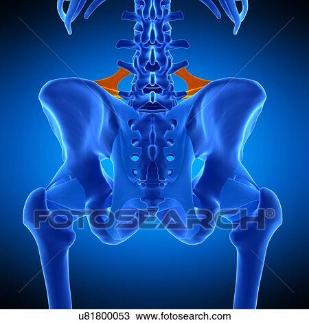 Hip ligament, illustration View Large Photo Image Stock Image - Hip ligament, illustration. Fotosearch