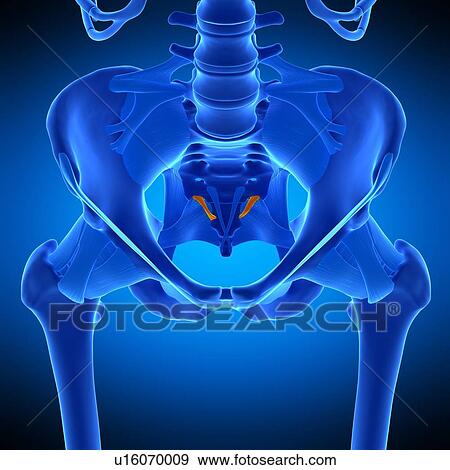 Stock Photo - Hip ligament, illustration. Fotosearch