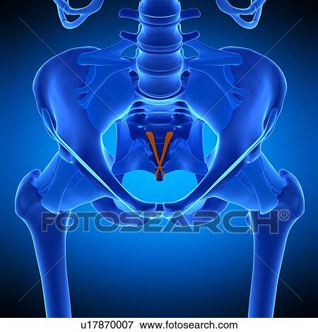 Stock Photo - Hip ligament, illustration. Fotosearch