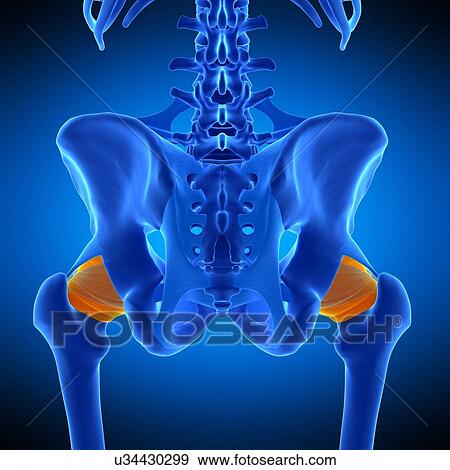Stock Photo - Hip ligament, illustration. Fotosearch